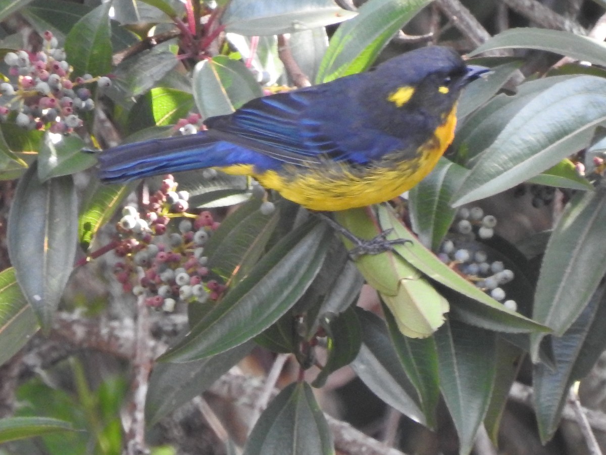 Lacrimose Mountain Tanager - ML646757800