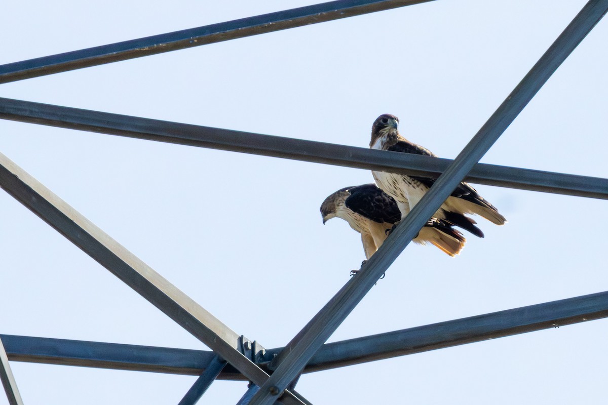 Red-tailed Hawk - ML646757801