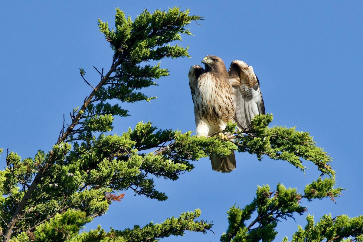 Busardo Colirrojo - ML646757803