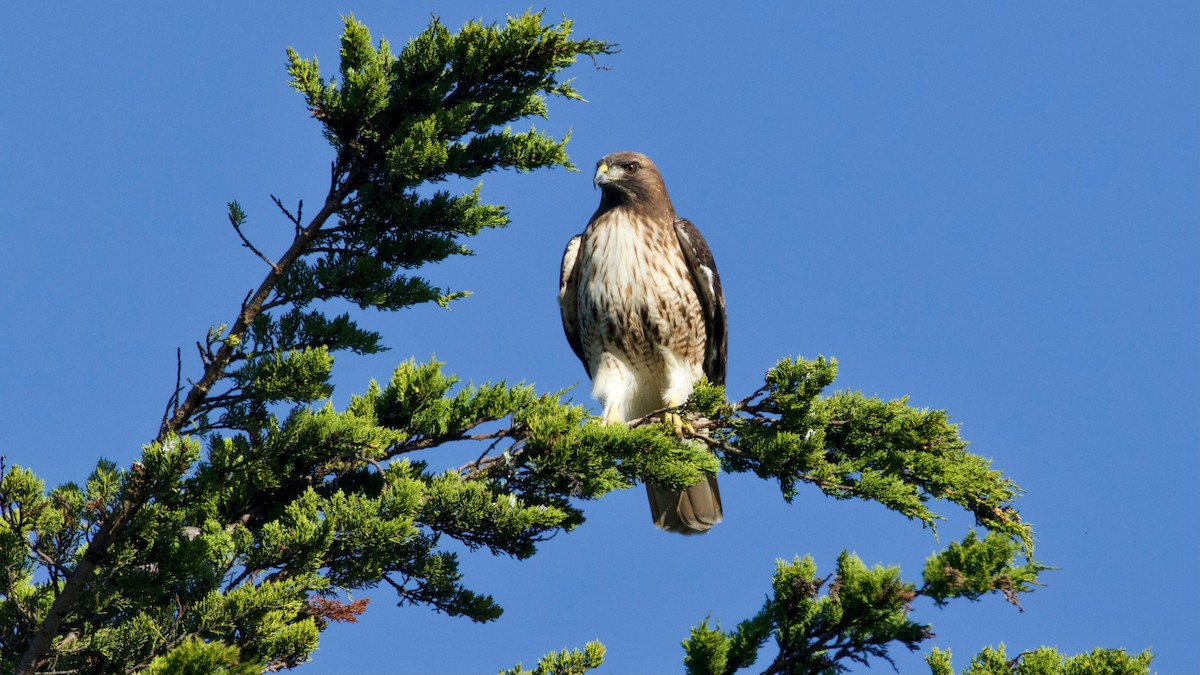 Busardo Colirrojo - ML646757804