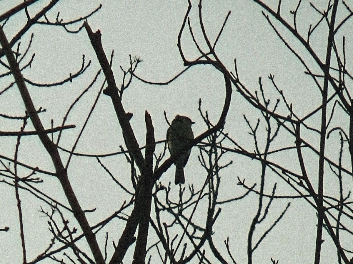 Mésange bicolore - ML646757806