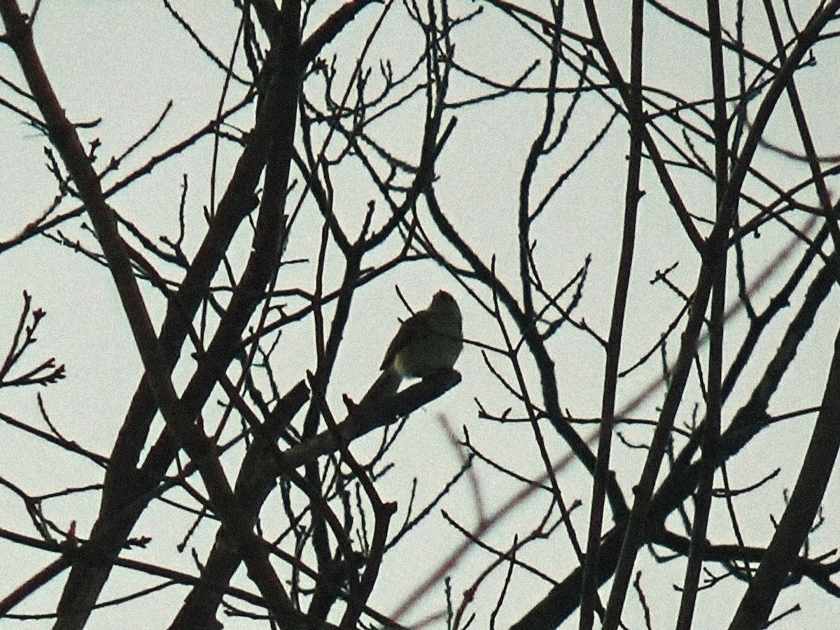 Mésange bicolore - ML646757808