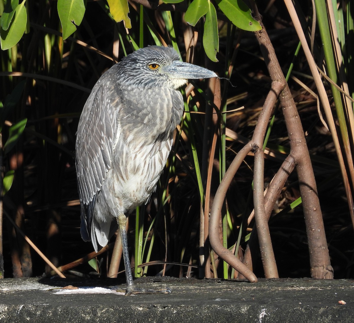 Bihoreau violacé - ML646757810