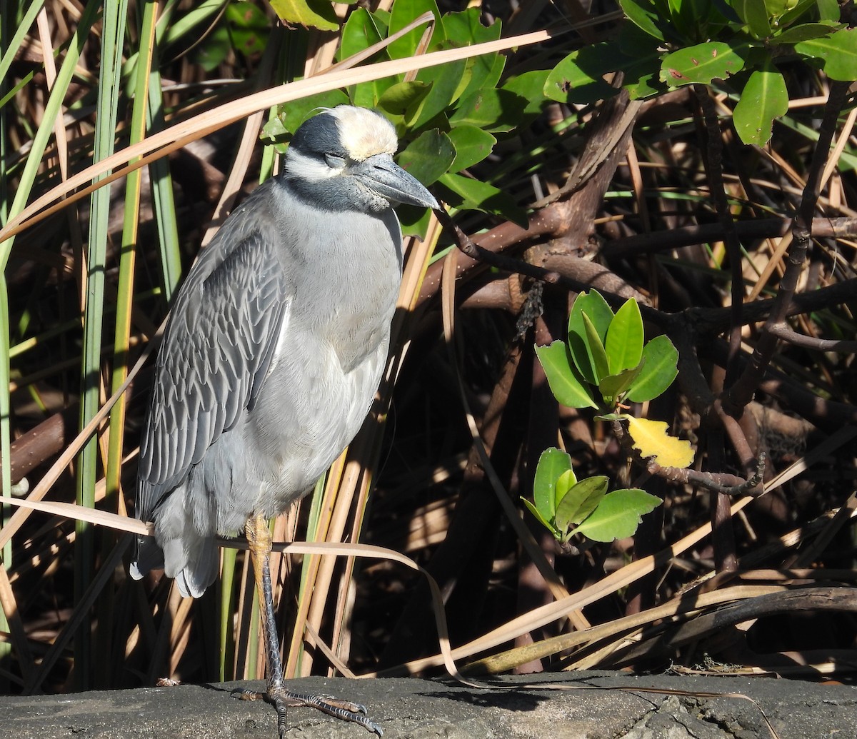 אנפת לילה צהובת-כיפה - ML646757811
