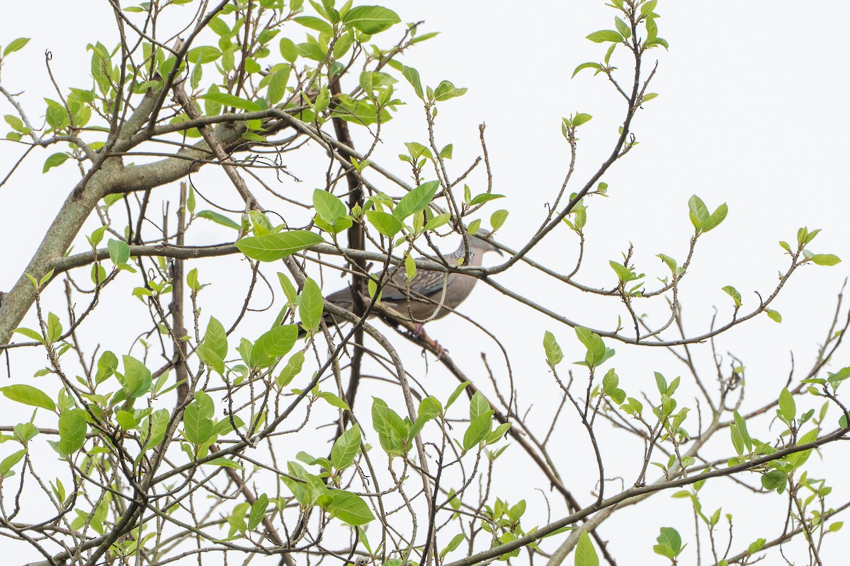 Tourterelle tigrine - ML646757814