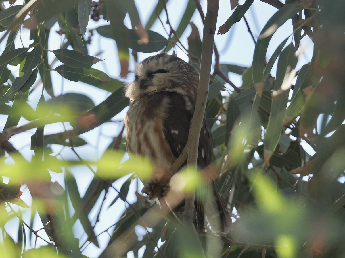 Североамериканский сыч - ML646757815