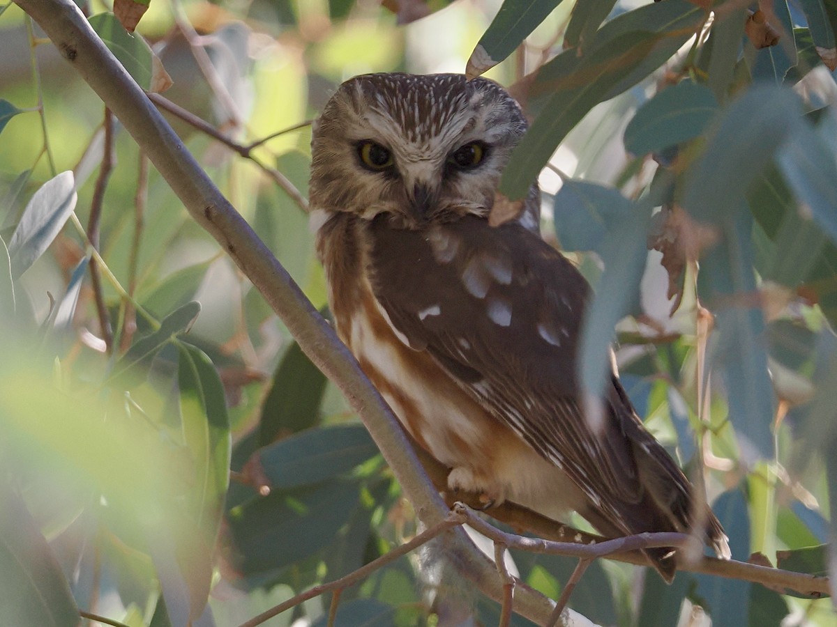 Североамериканский сыч - ML646757816