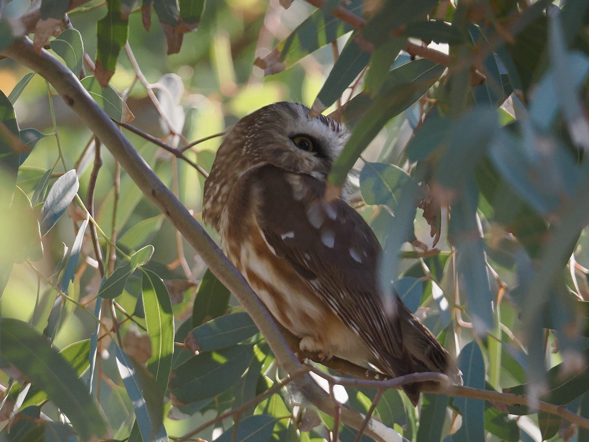Североамериканский сыч - ML646757817