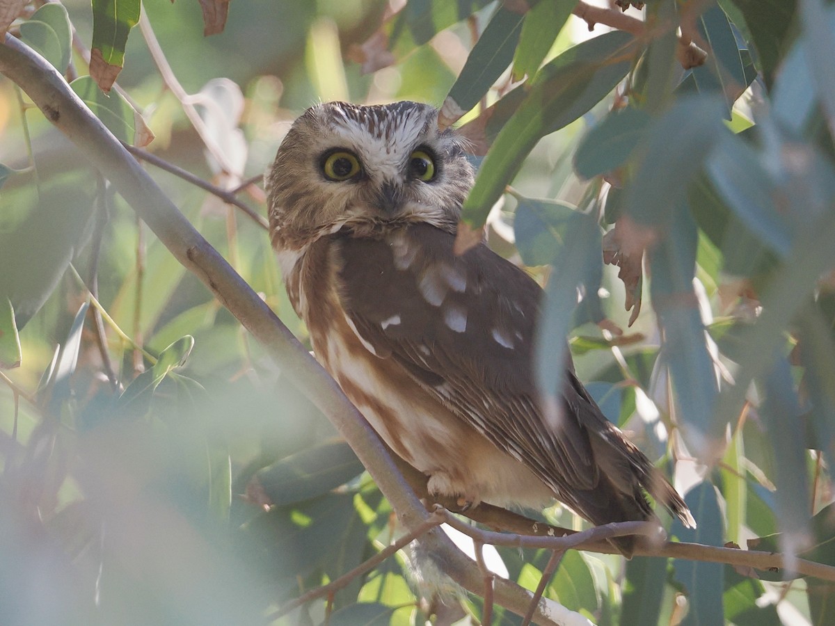 Североамериканский сыч - ML646757818