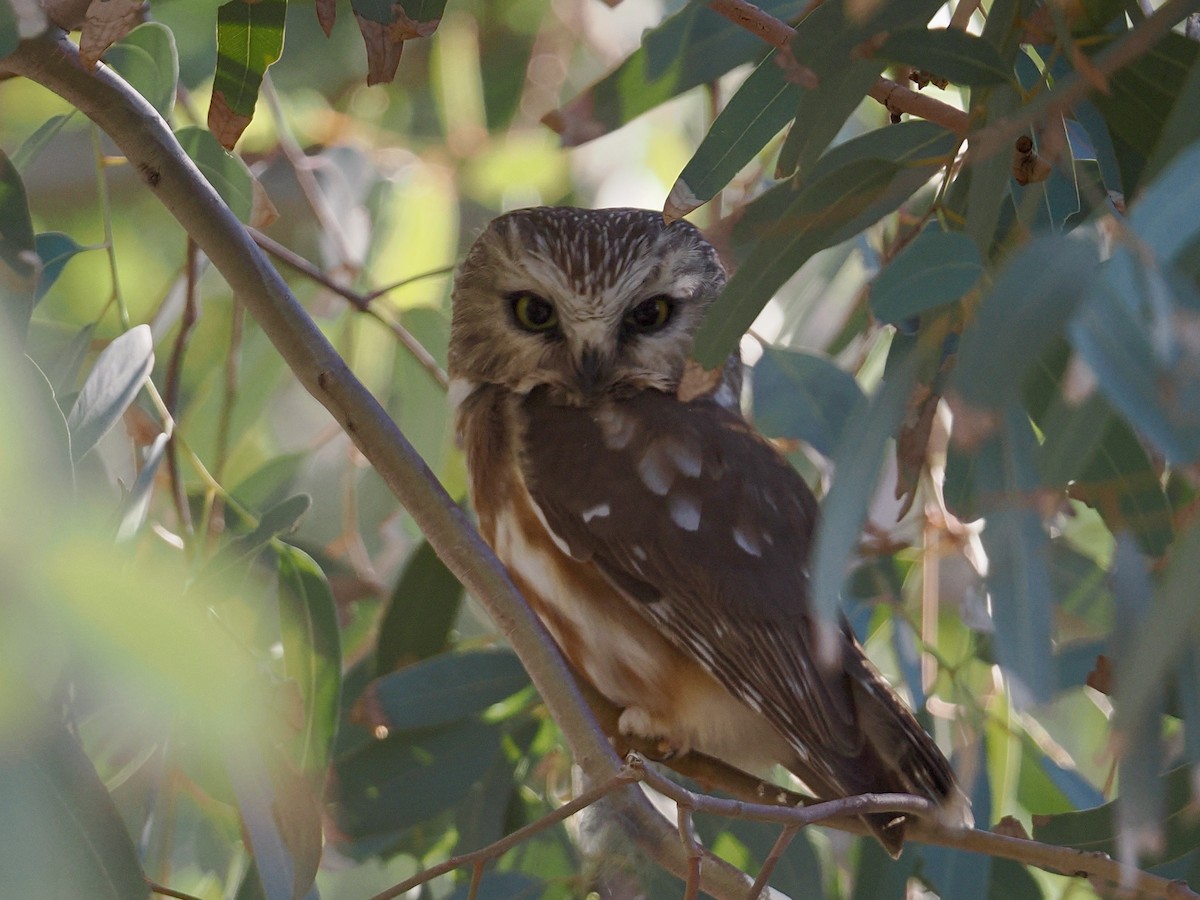 Североамериканский сыч - ML646757819