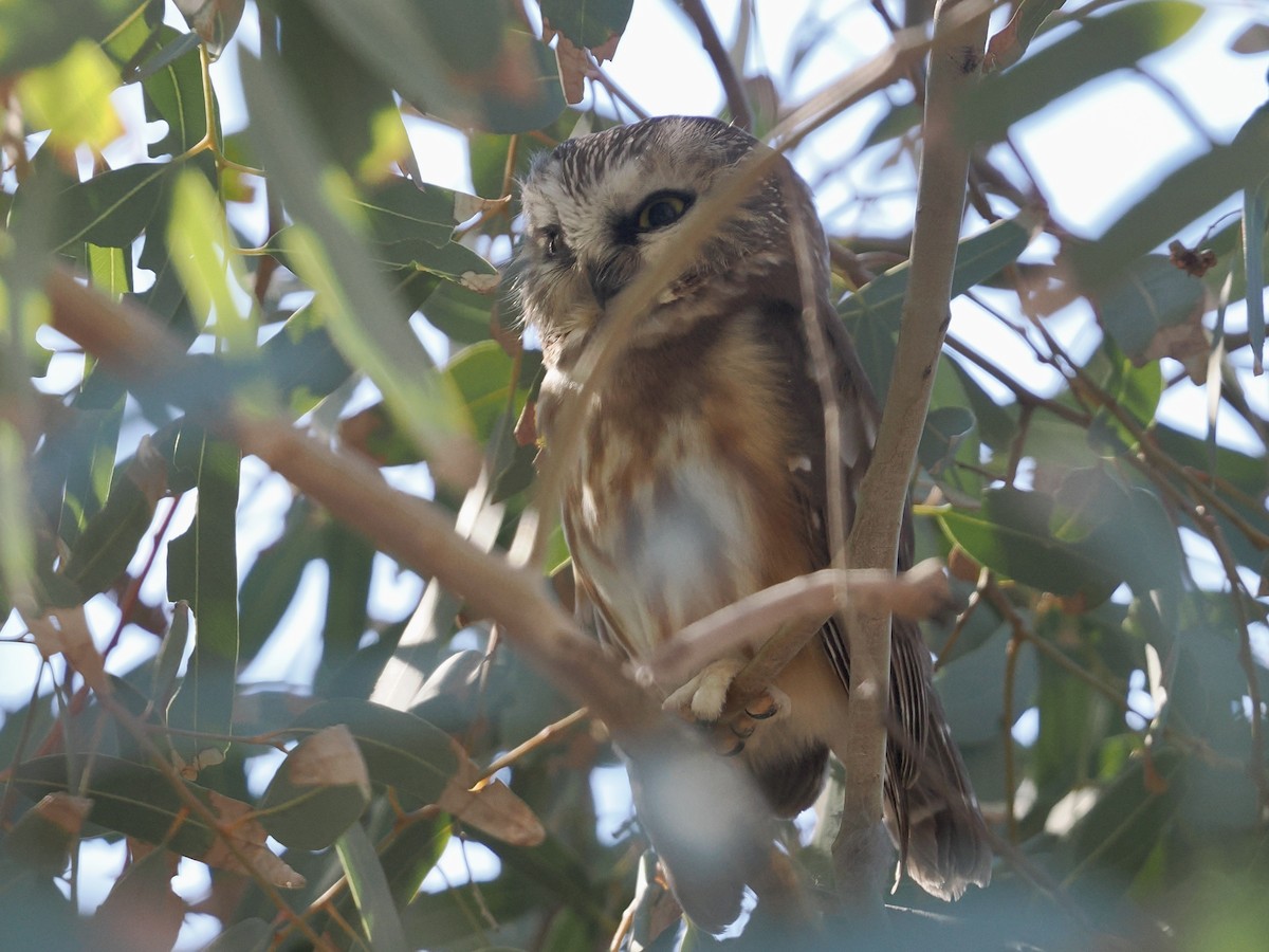 Североамериканский сыч - ML646757820