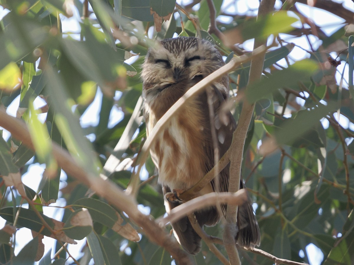 Североамериканский сыч - ML646757821