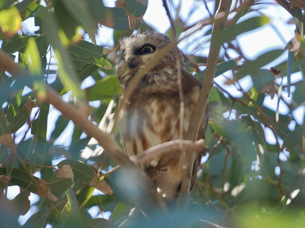 Североамериканский сыч - ML646757822