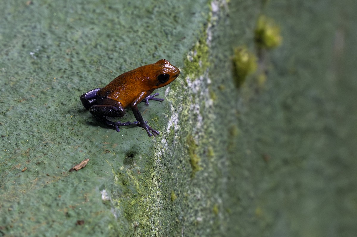 Strawberry Poison Dart Frog - ML646757823