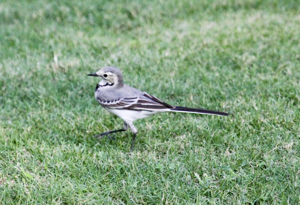 Bergeronnette grise - ML646757824