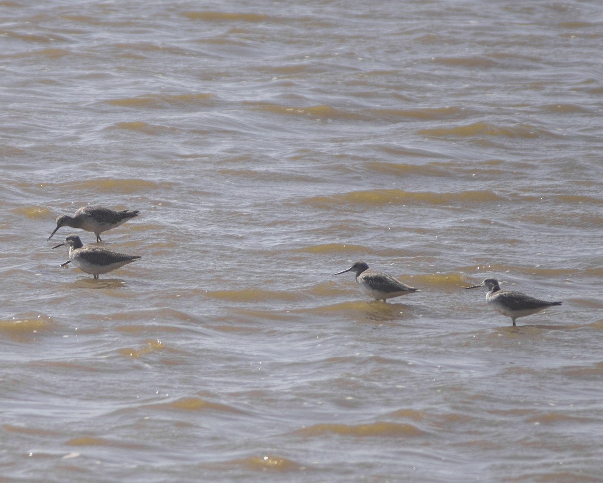 Petit Chevalier - ML646757825