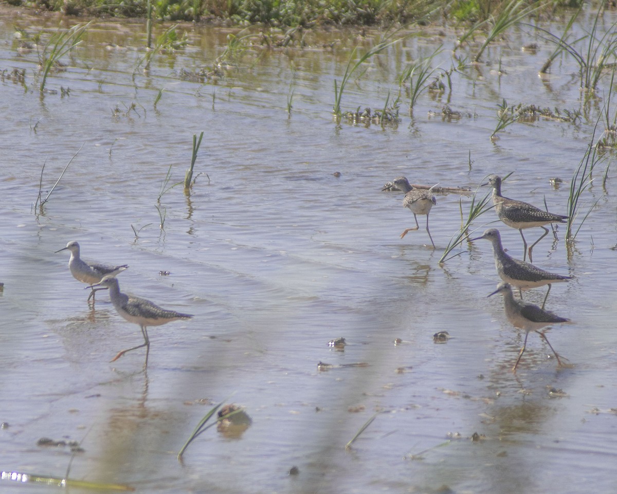 Petit Chevalier - ML646757826