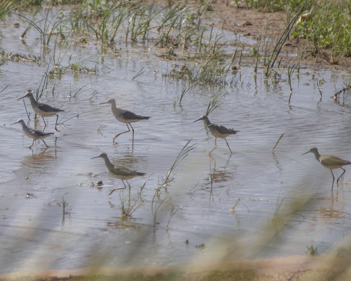 Petit Chevalier - ML646757827