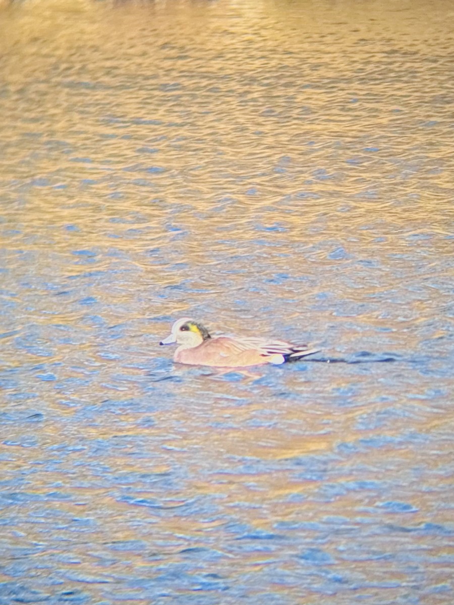 Canard d'Amérique - ML646757828