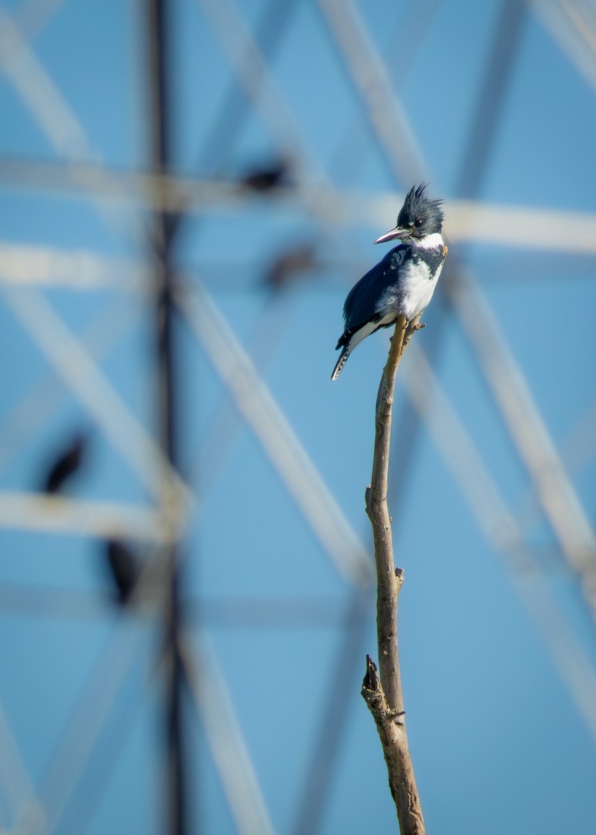 Martin-pêcheur d'Amérique - ML646757829