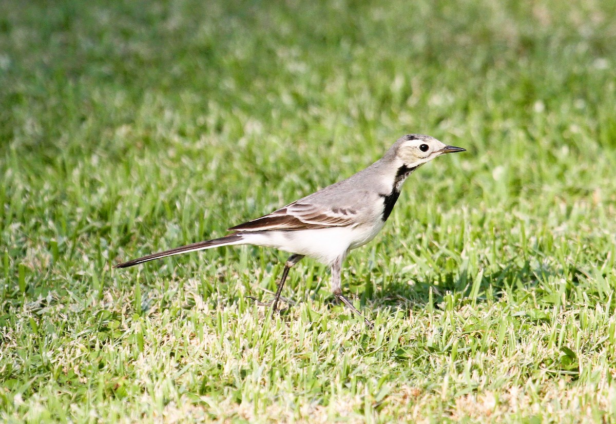 Bergeronnette grise - ML646757830