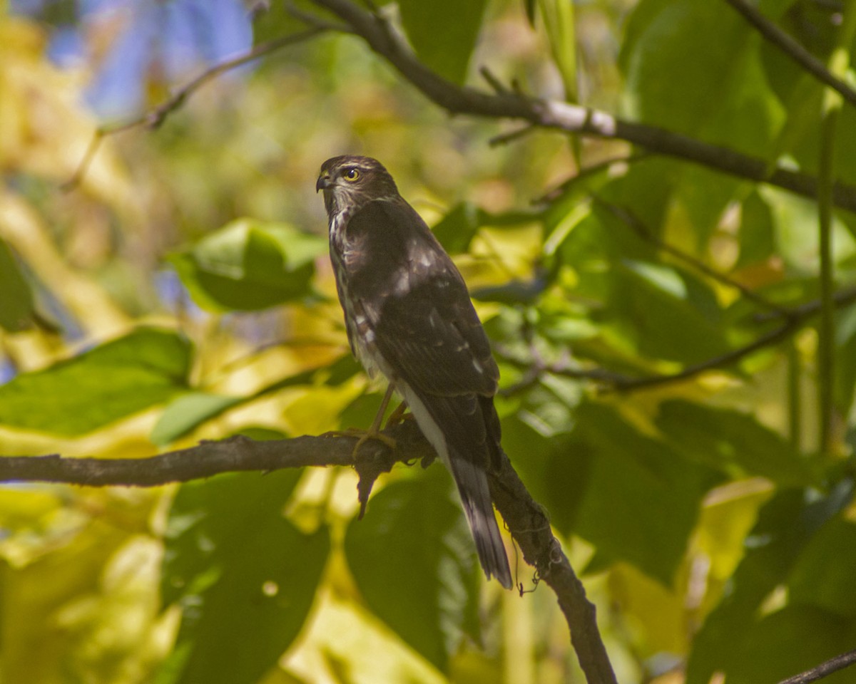 Épervier brun - ML646757831