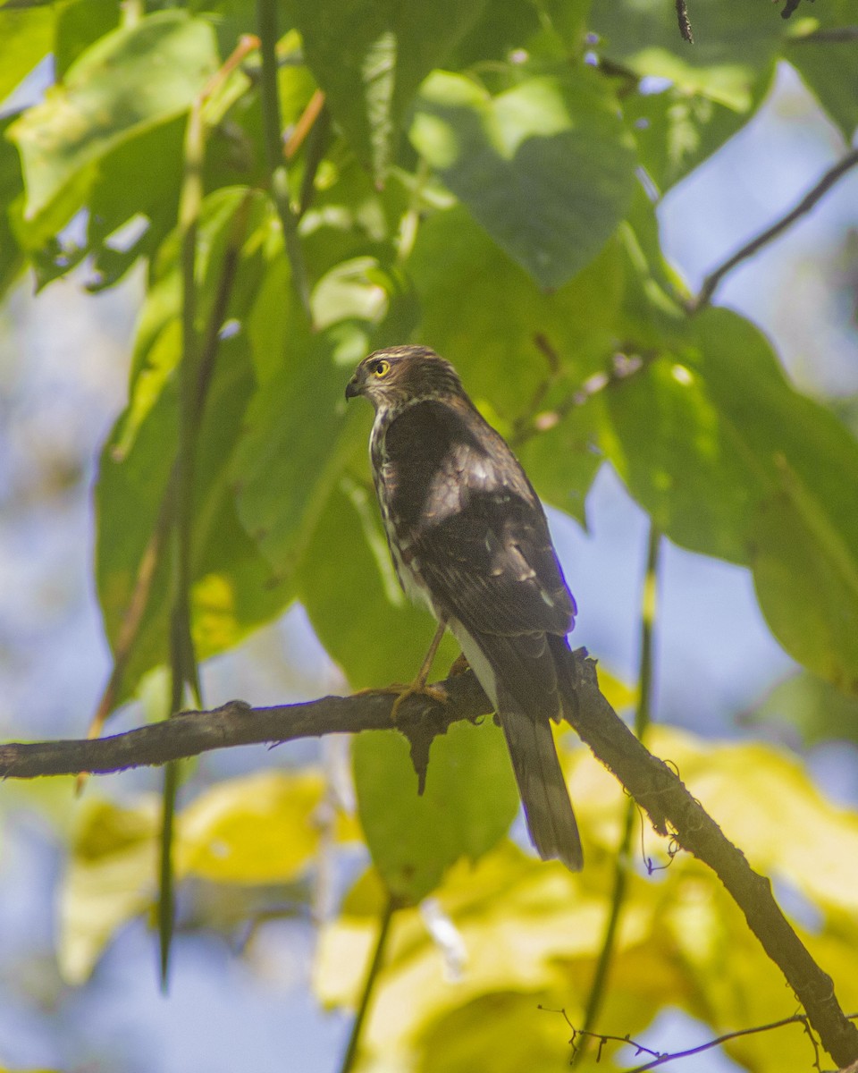 Épervier brun - ML646757832