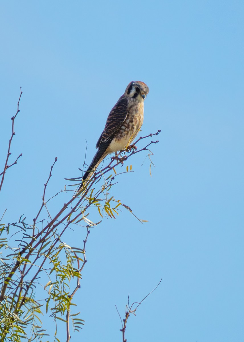 Crécerelle d'Amérique - ML646757833