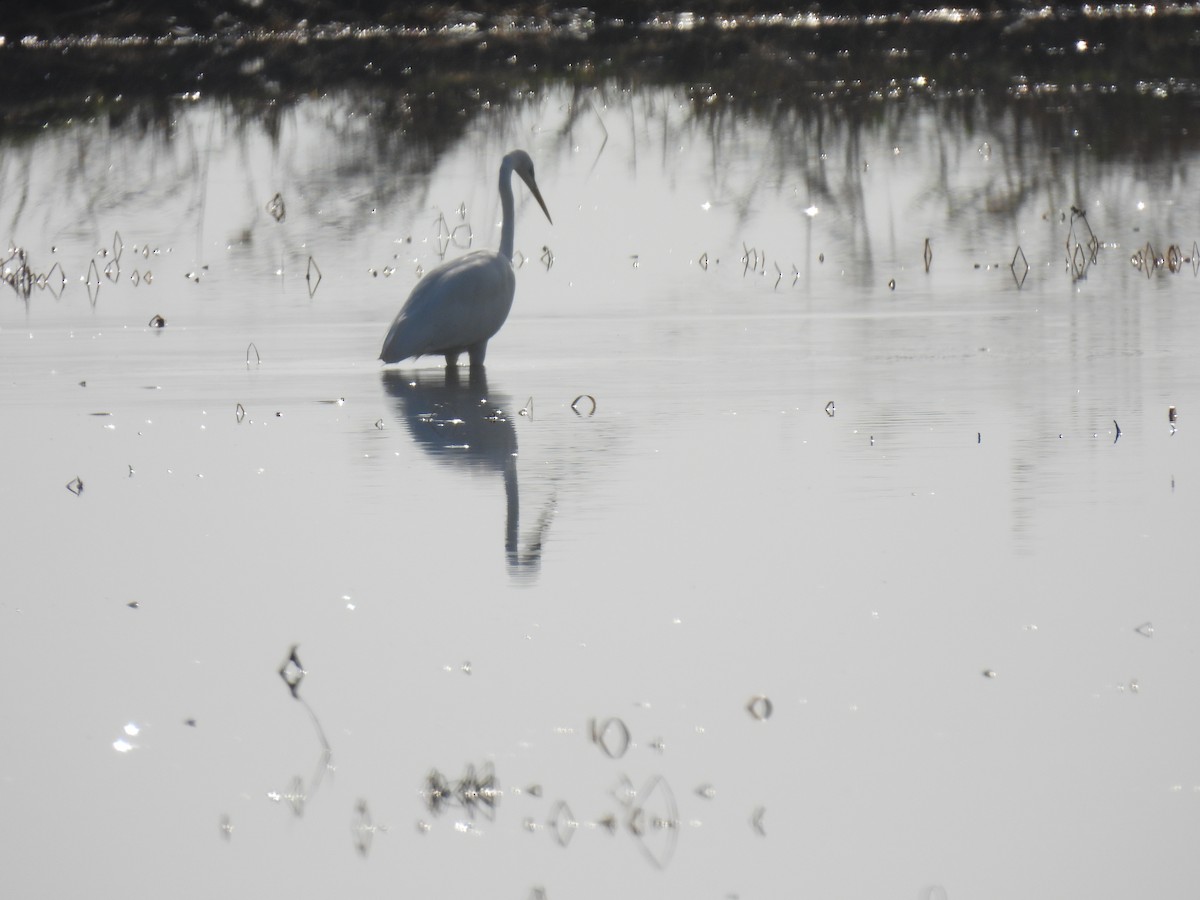 Grande Aigrette - ML646757834