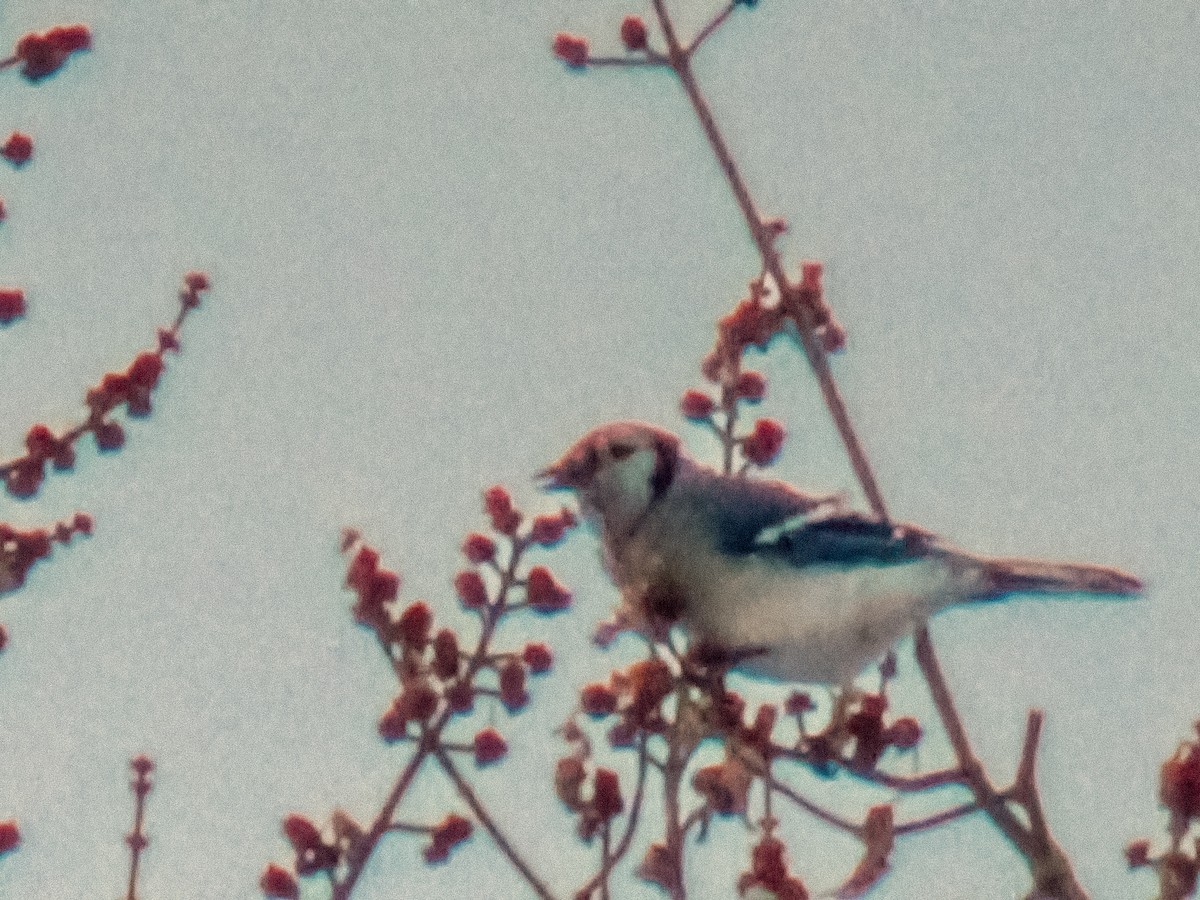 Geai bleu - ML646757835