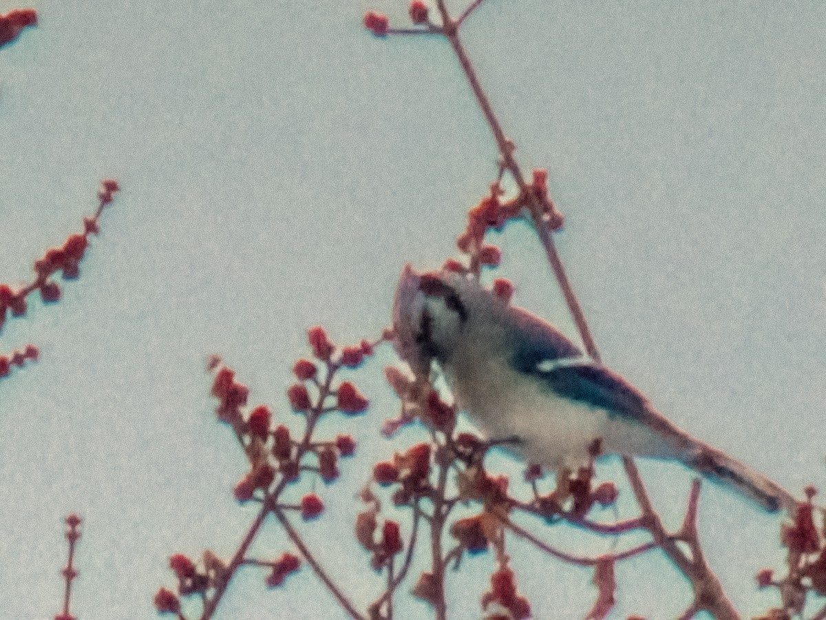 Geai bleu - ML646757836