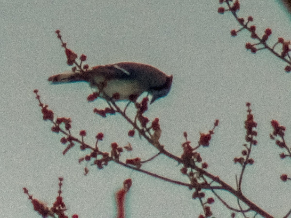 Geai bleu - ML646757837