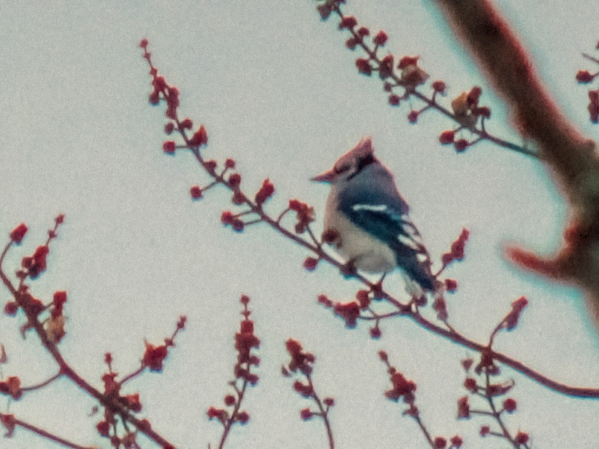 Geai bleu - ML646757838