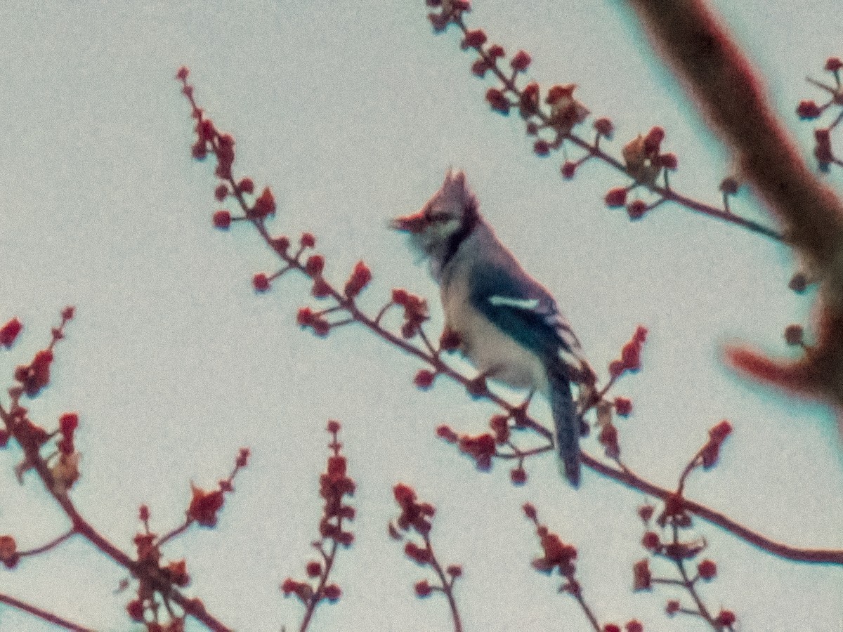 Geai bleu - ML646757839