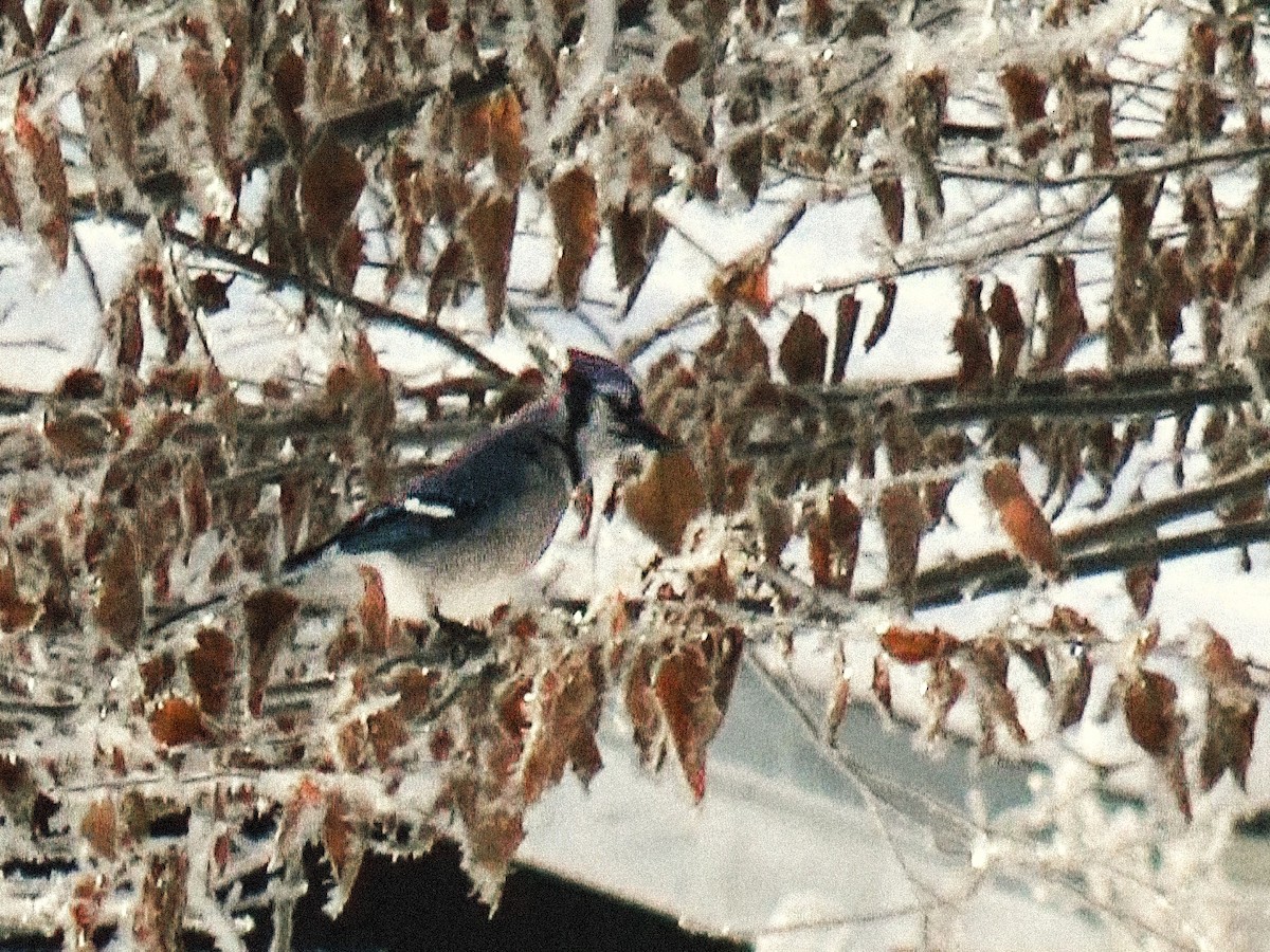 Geai bleu - ML646757840