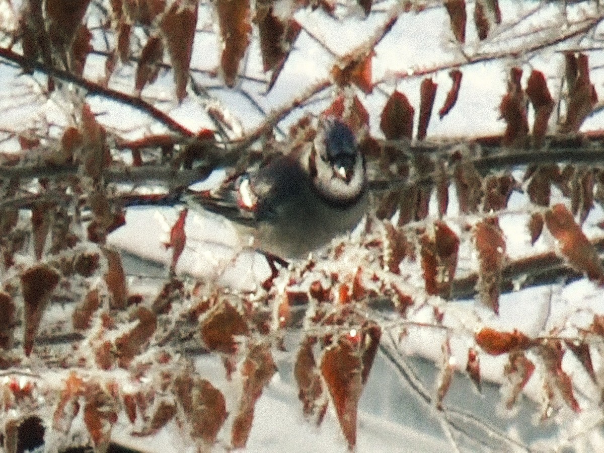 Geai bleu - ML646757841