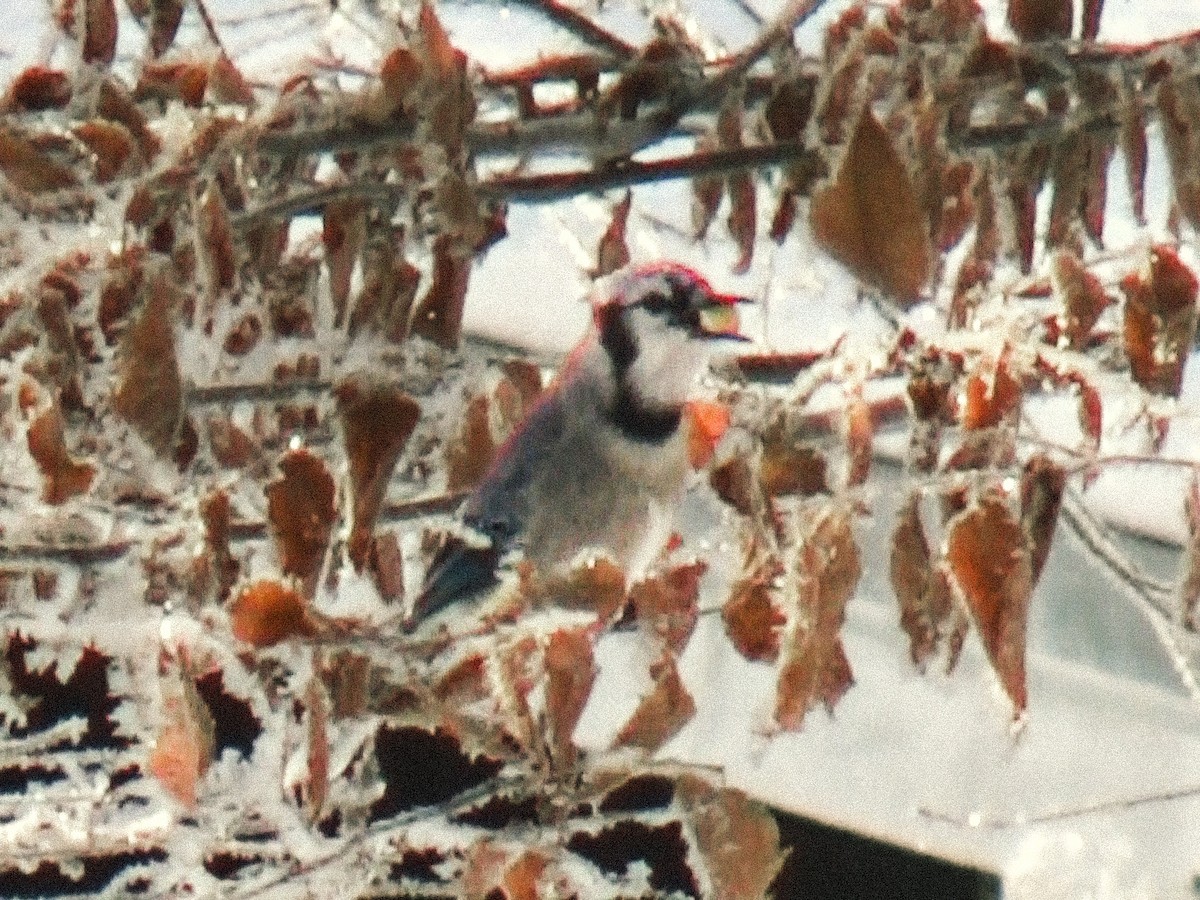 Geai bleu - ML646757842