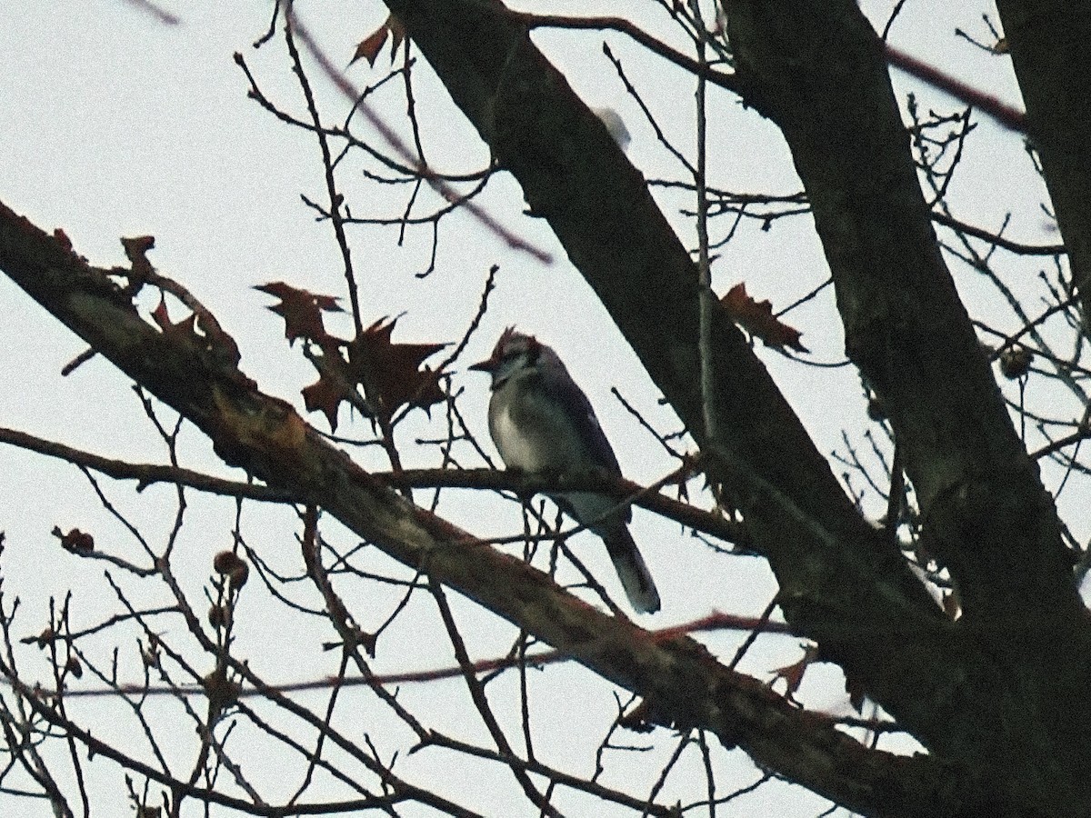 Geai bleu - ML646757843