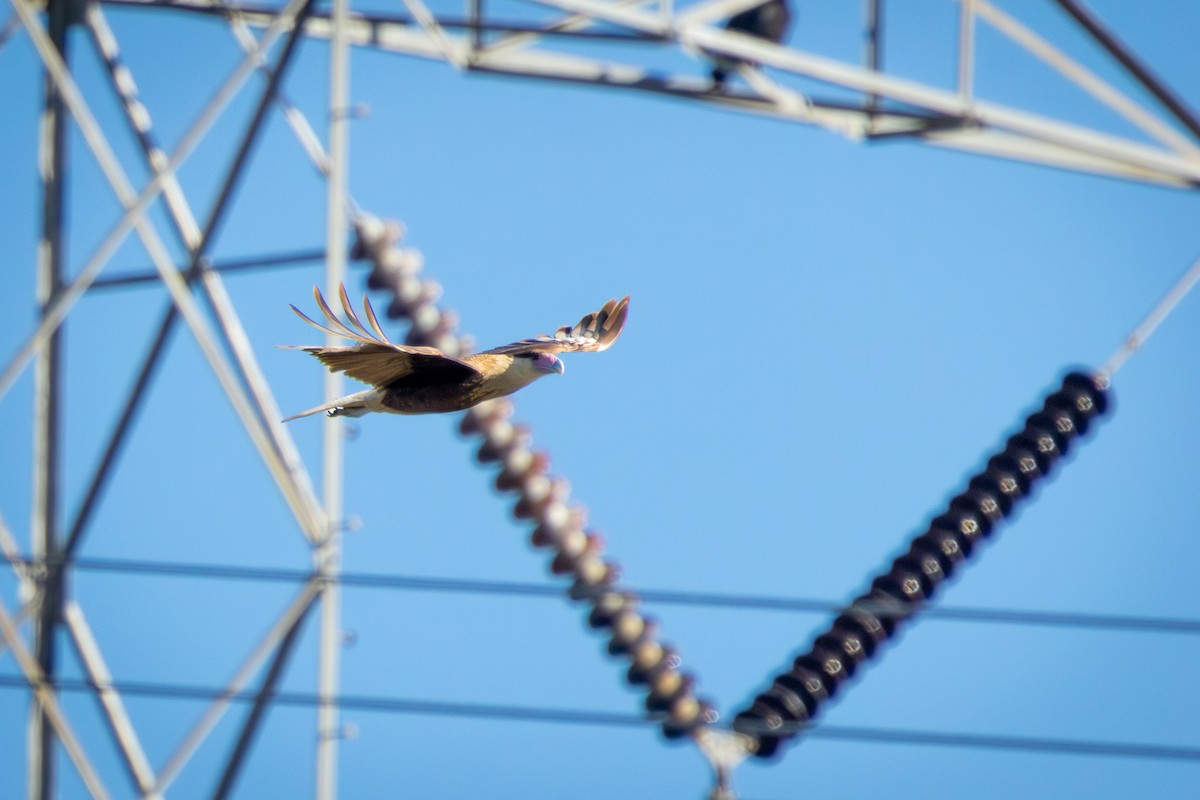 Caracara huppé - ML646757844