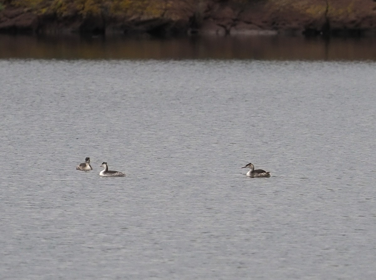 Grèbe huppé - ML646757848