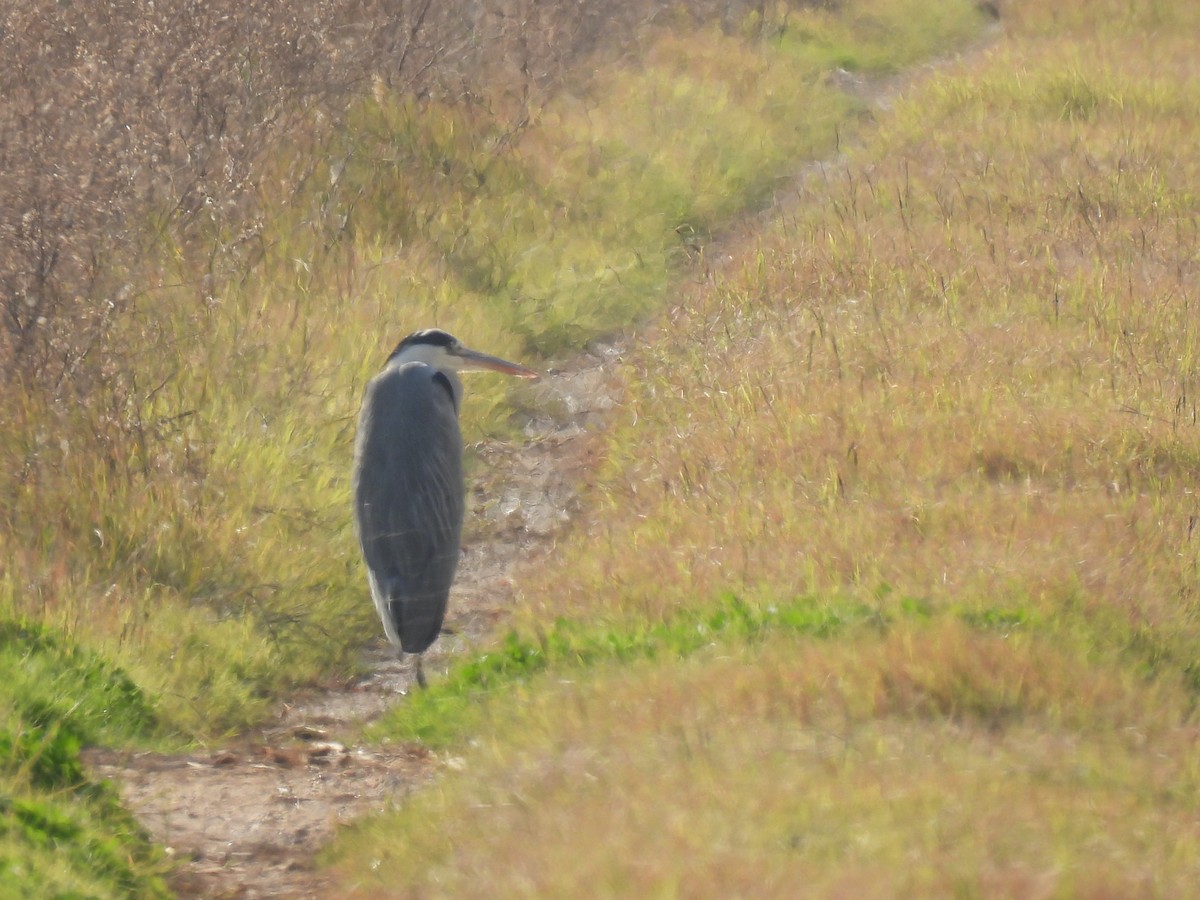 Héron cendré - ML646757849