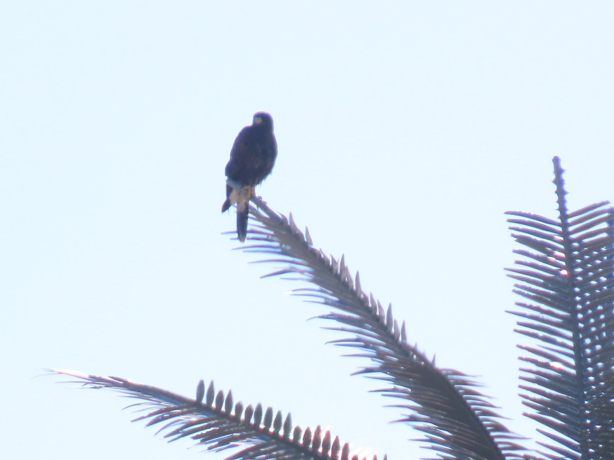 Busard des marais - ML646757851