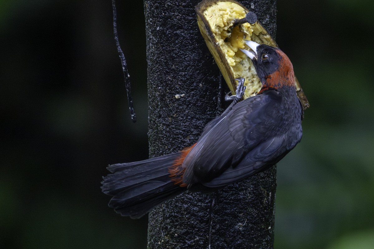 Tangara ceinturé - ML646757852