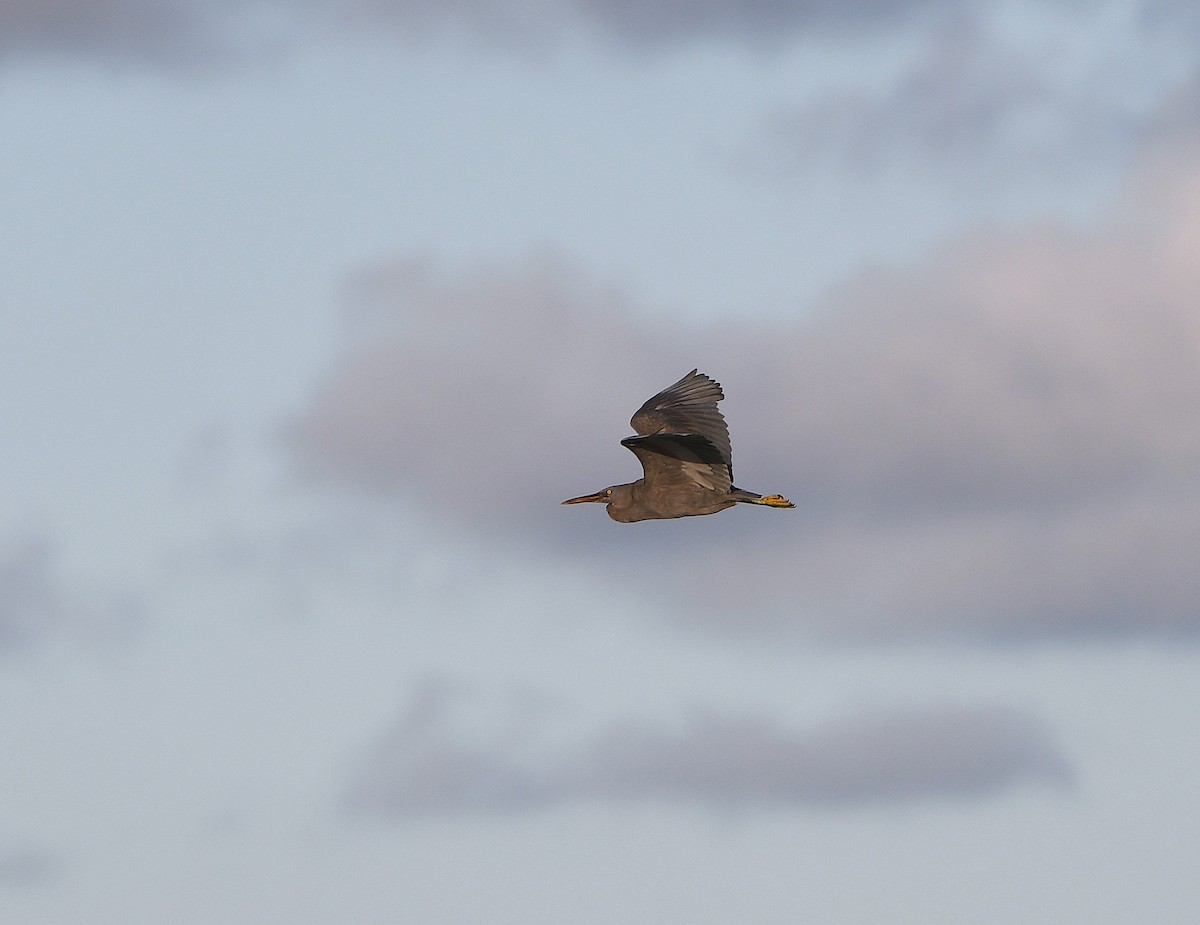 Pacific Reef-Heron - ML646757854