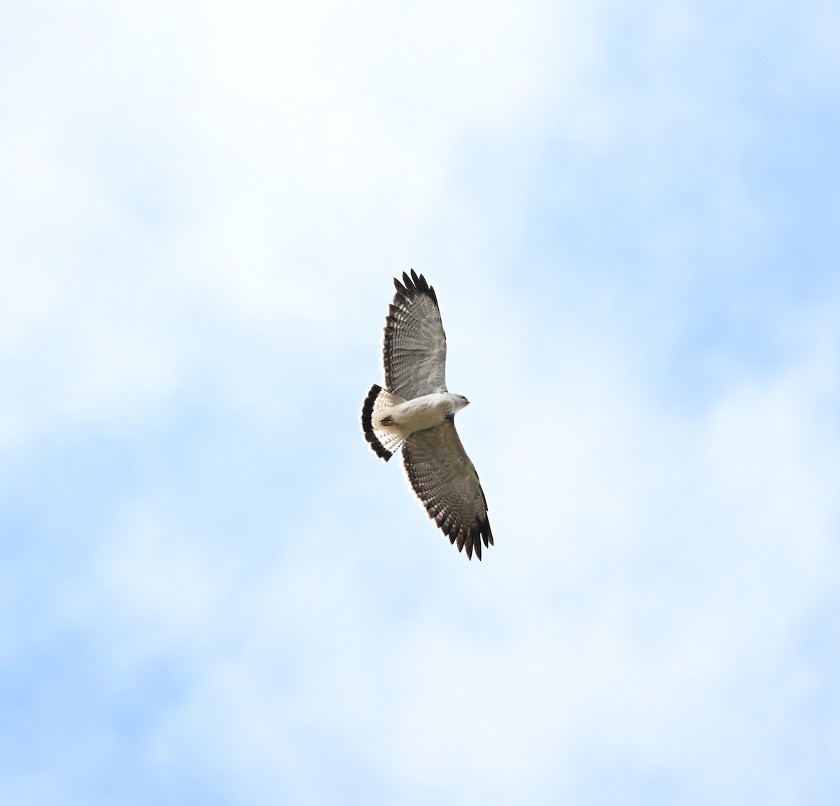 Buse tricolore - ML646757855