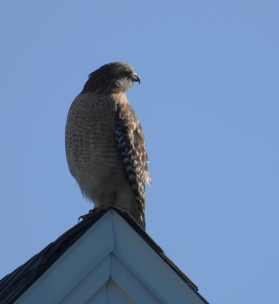 Red-shouldered Hawk - ML646757856
