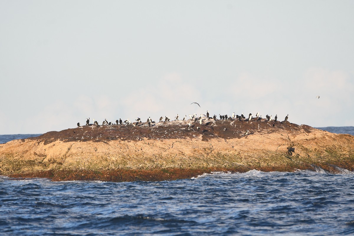 Pied Cormorant - ML646757858