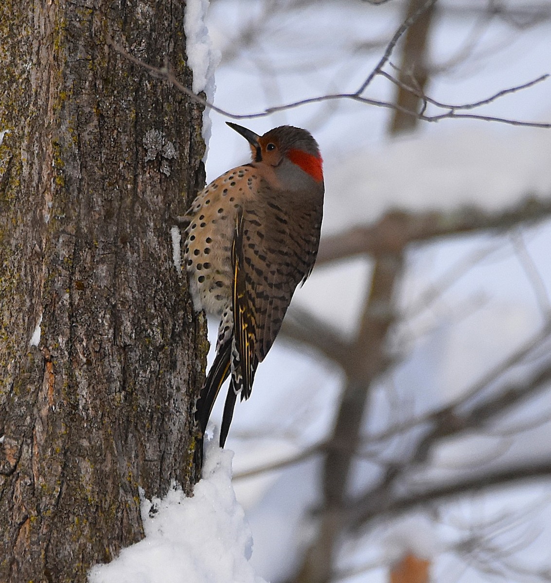 Northern Flicker (Yellow-shafted) - ML646757860