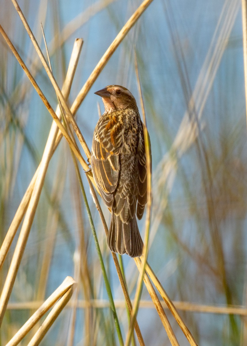 Red-winged Blackbird - ML646757861