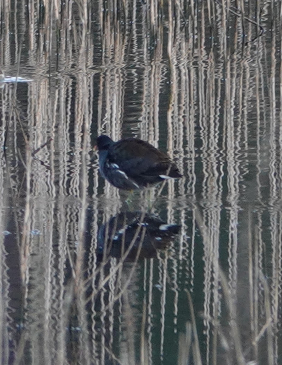 slípka americká - ML646757865